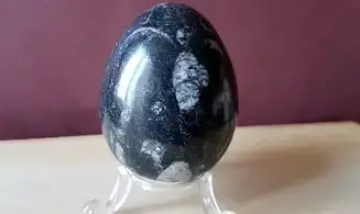 Orthoceras Oeuf pierre 2