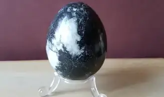 Orthoceras Oeuf pierre 2