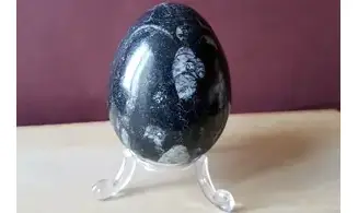 Orthoceras Oeuf pierre 2