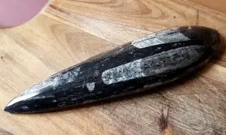 Orthoceras Fossile 8