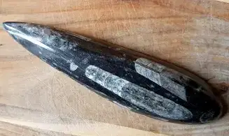 Orthoceras Fossile 8