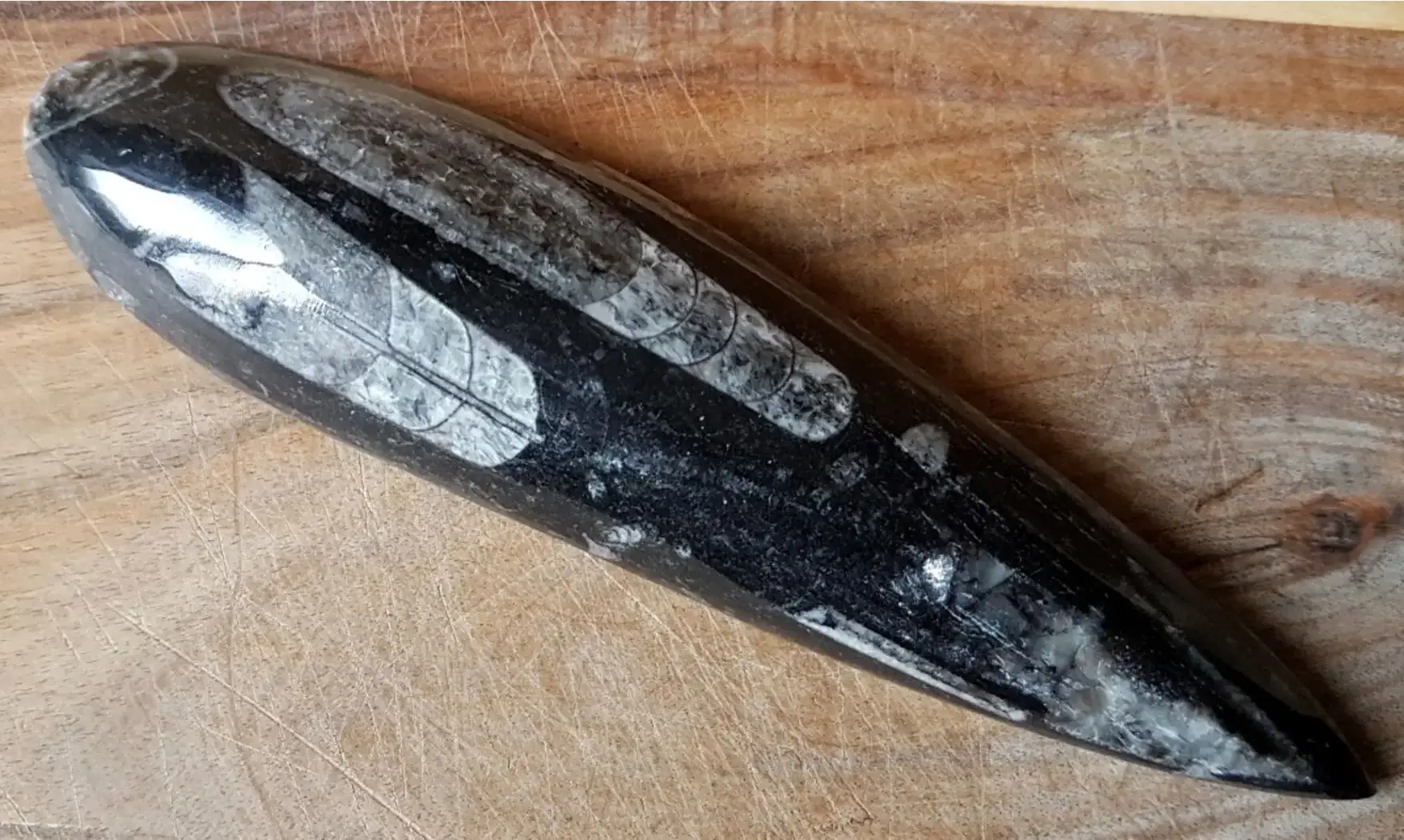 Orthoceras Fossile 8