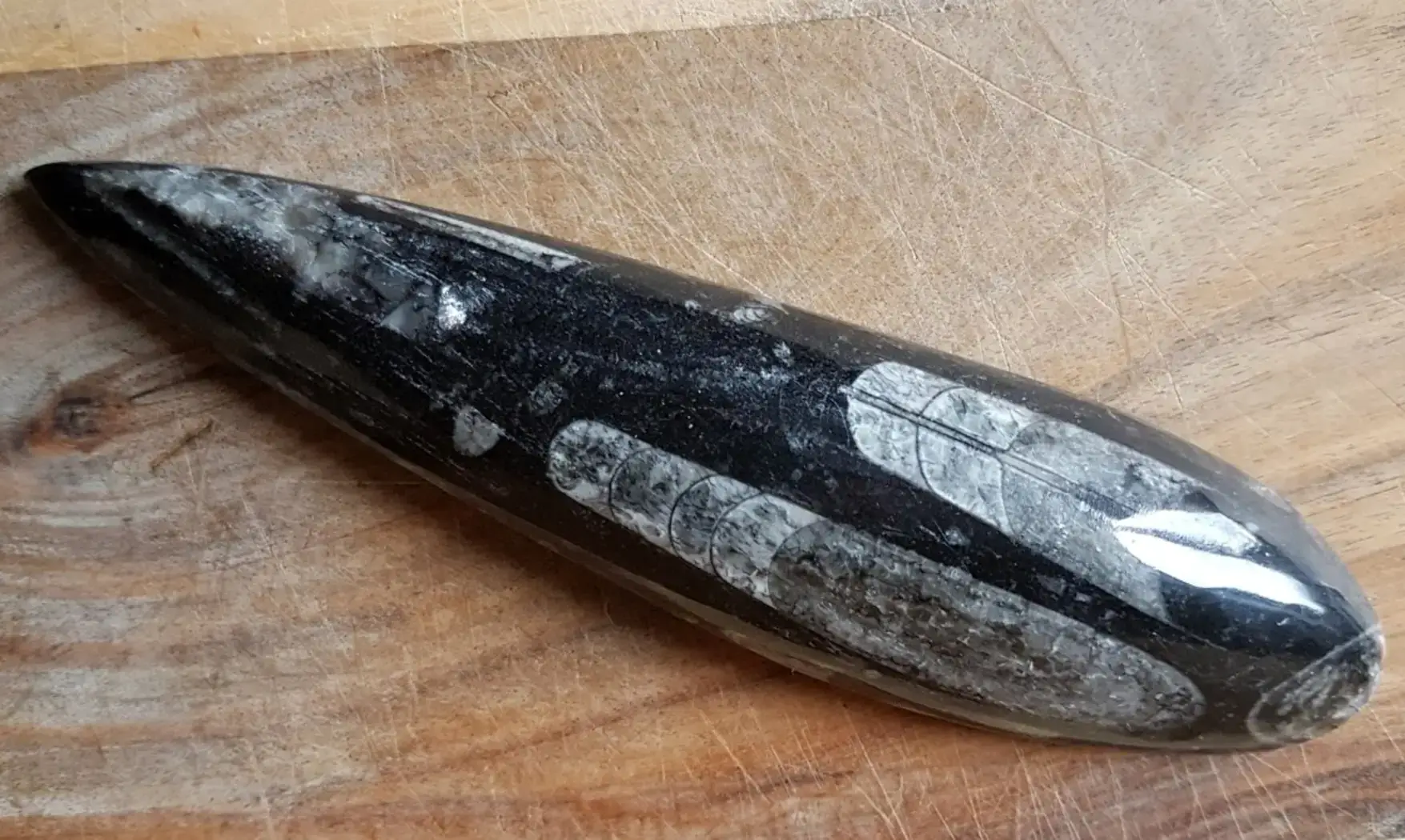 Orthoceras Fossile 8
