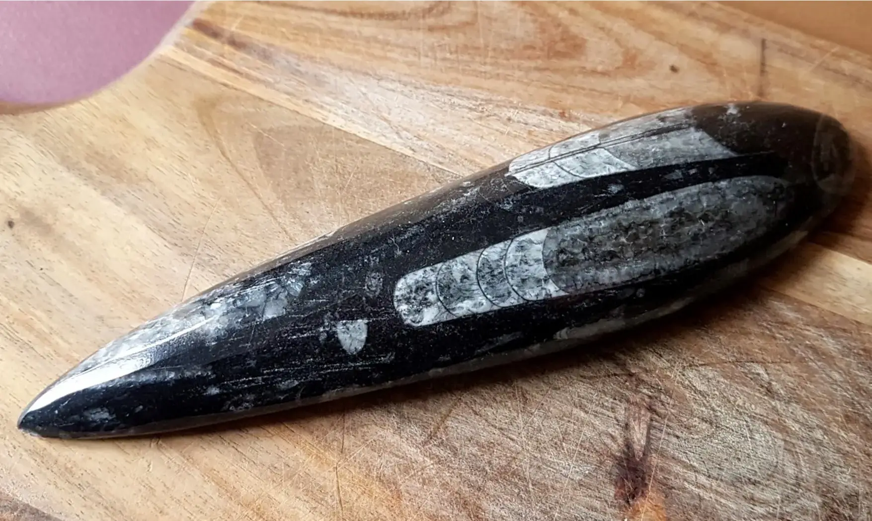 Orthoceras Fossile 8