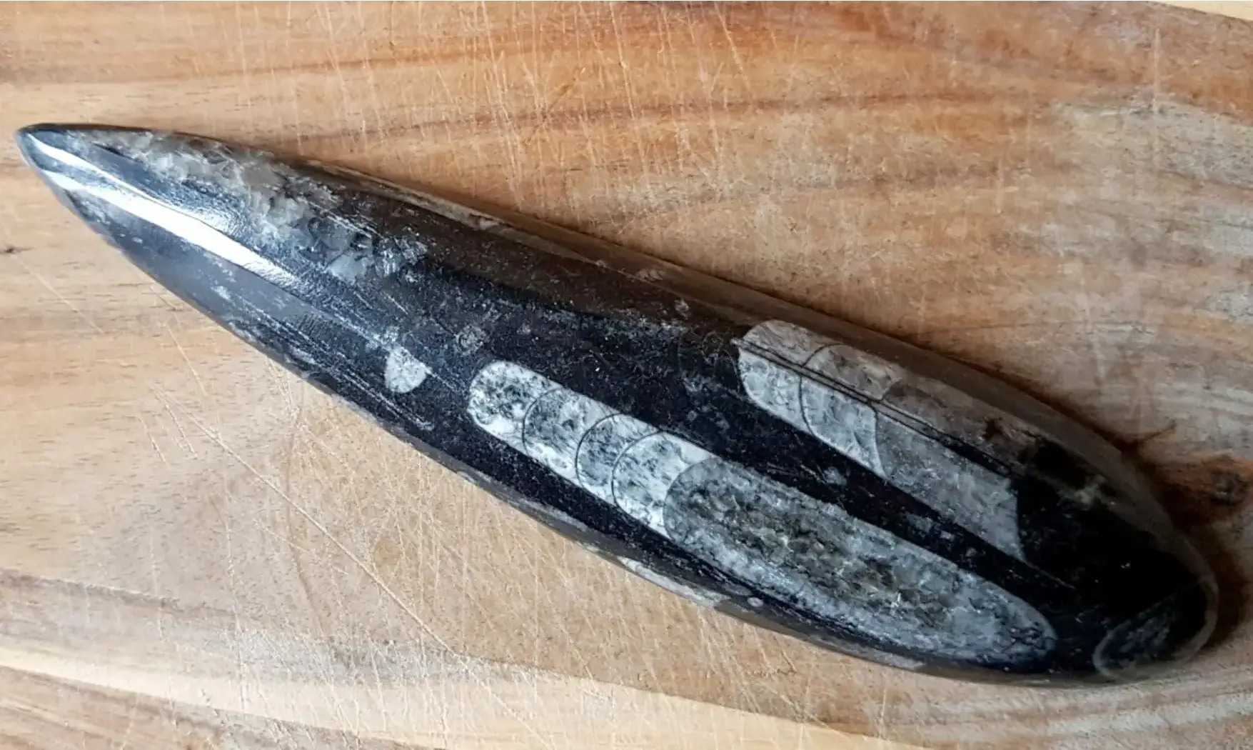 Orthoceras Fossile 8