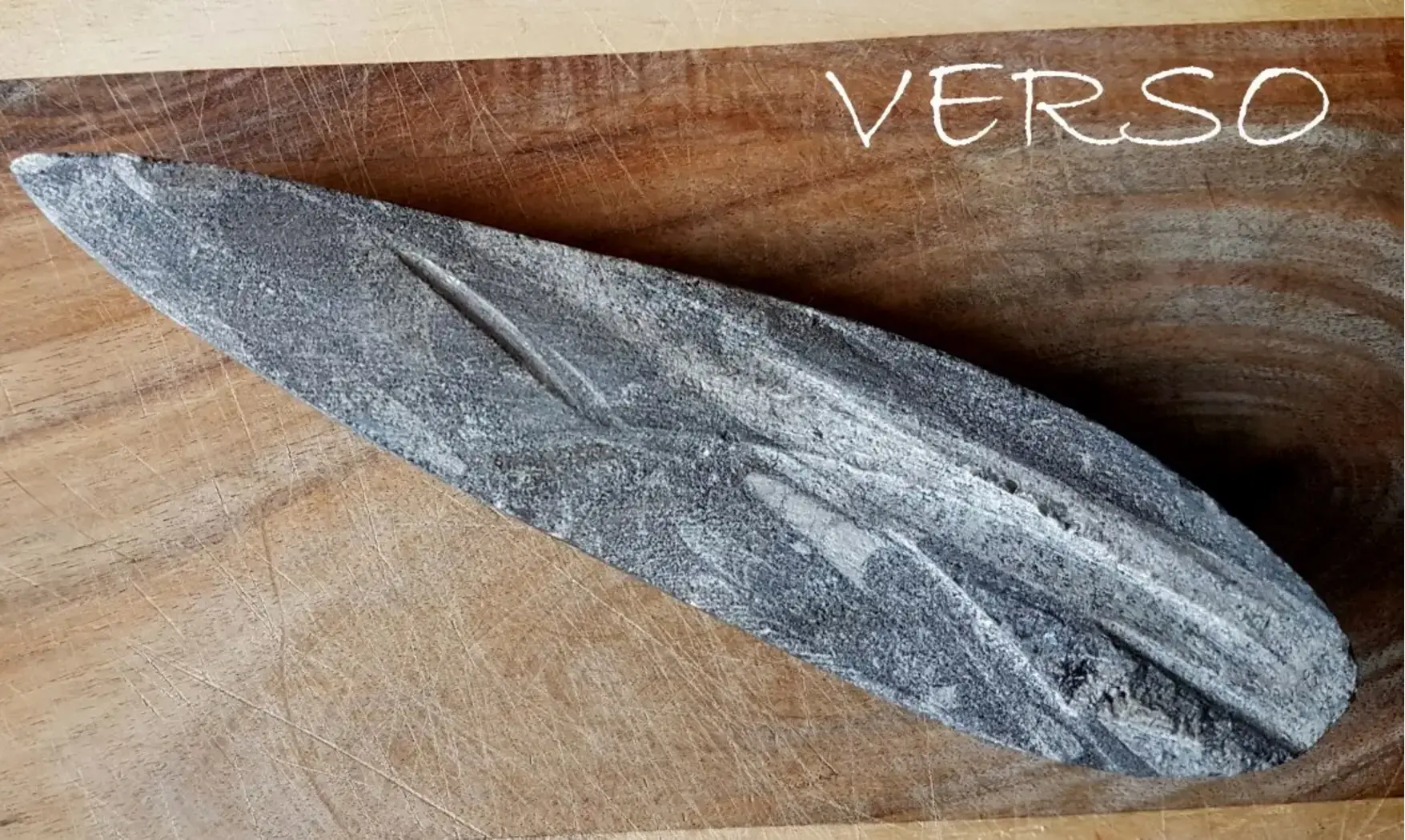 Orthoceras Fossile 8