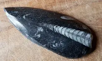 Orthoceras Fossile 3