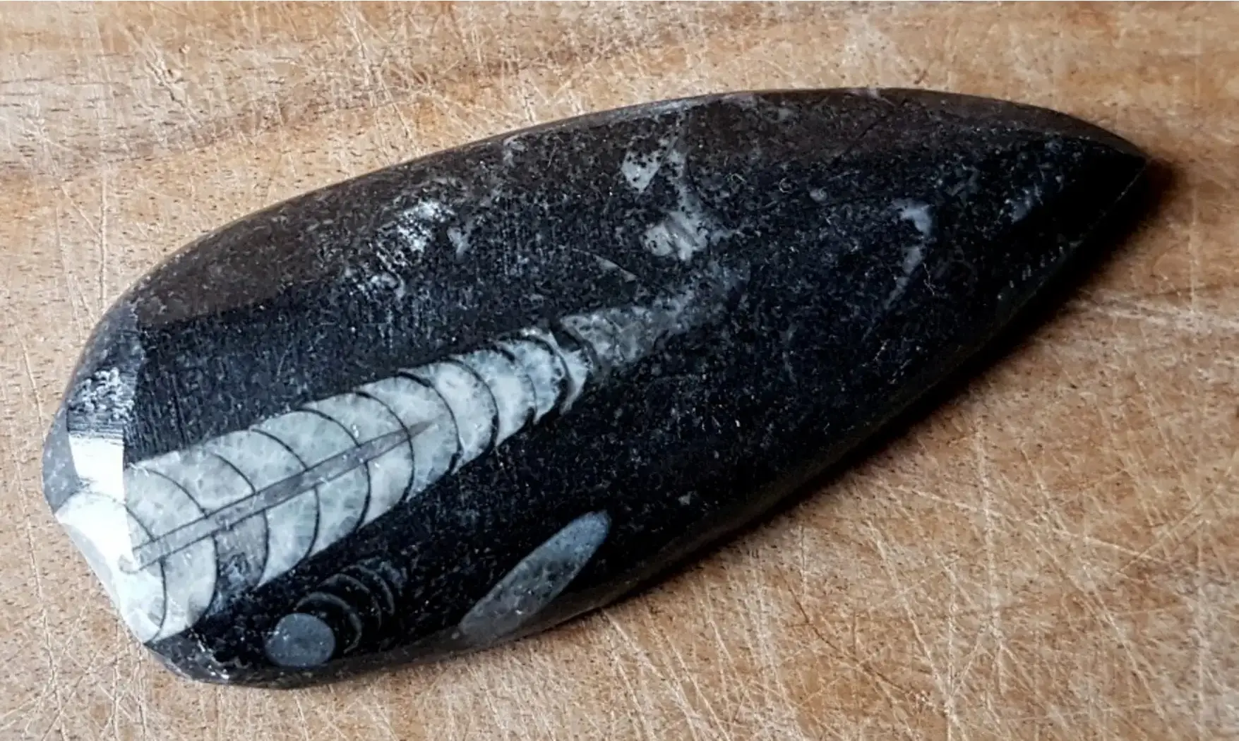 Orthoceras Fossile 3