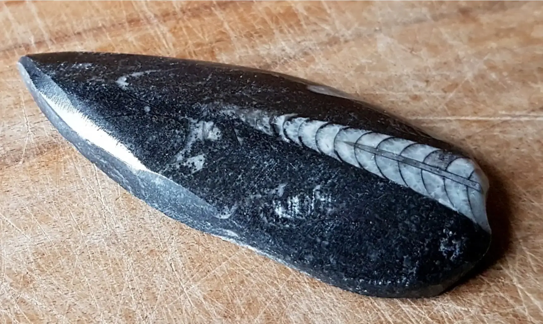 Orthoceras Fossile 3
