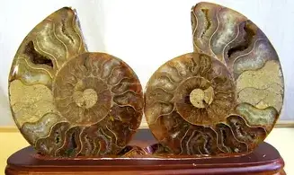 Ammonite Pairs