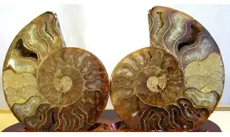 Ammonite Pairs