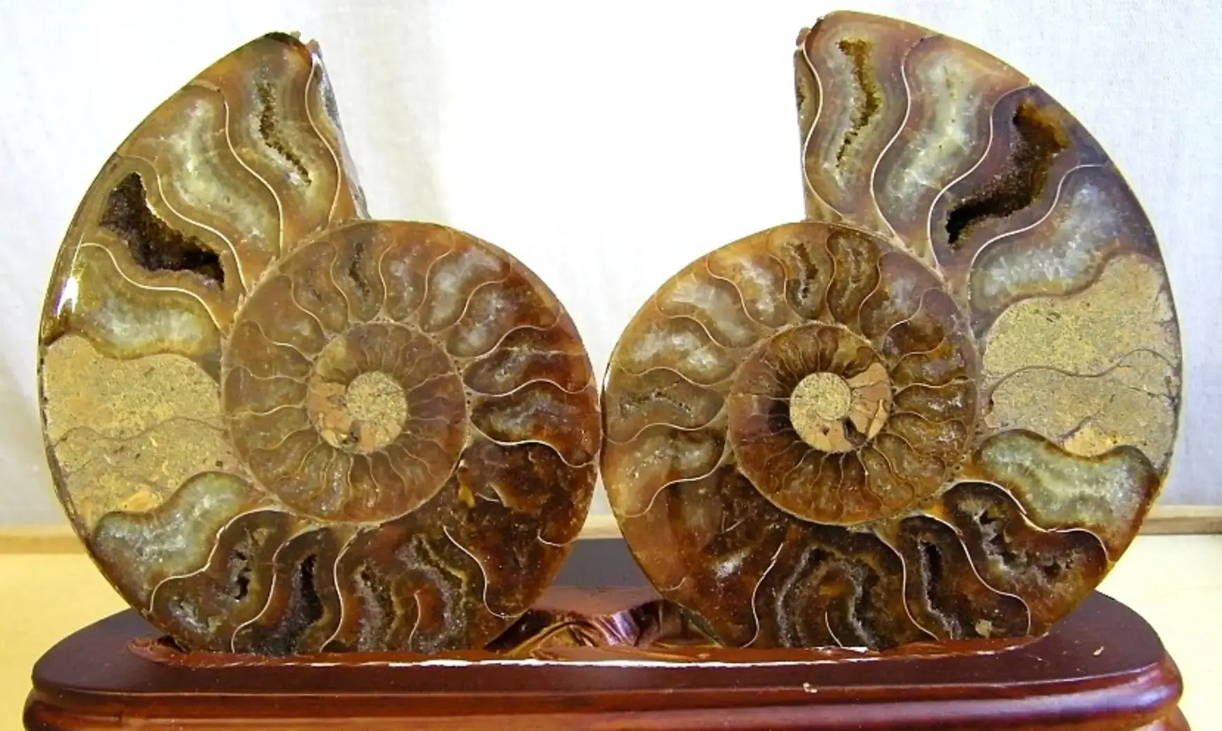 Ammonite Pairs