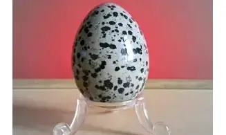 Jaspe Dalmatien Oeuf pierre