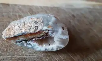 Natural Agate Geode PG8
