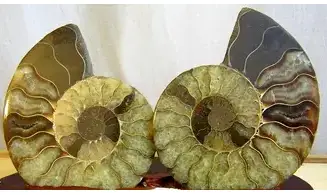 Ammonite Fossile paire sciée polie