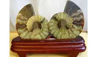 Ammonite Fossile paire sciée polie