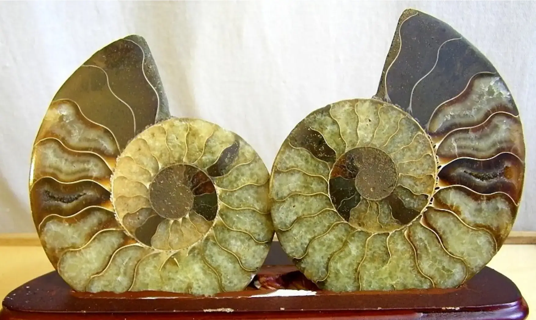 Ammonite Fossile paire sciée polie
