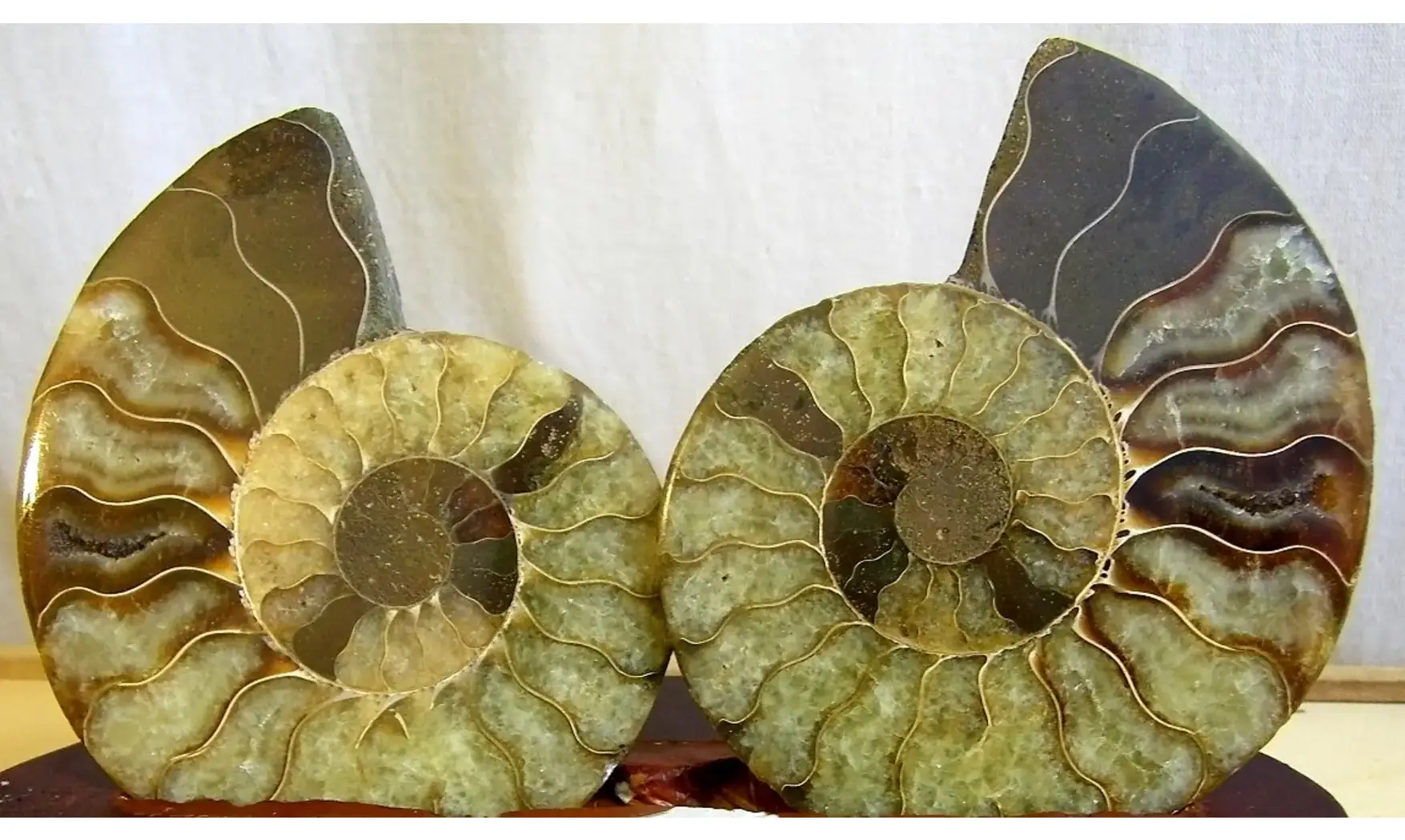 Ammonite Fossile paire sciée polie