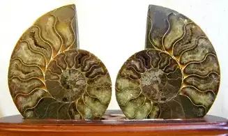 Ammonite Fossile paire sciée polie