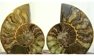 Ammonite Fossile paire sciée polie