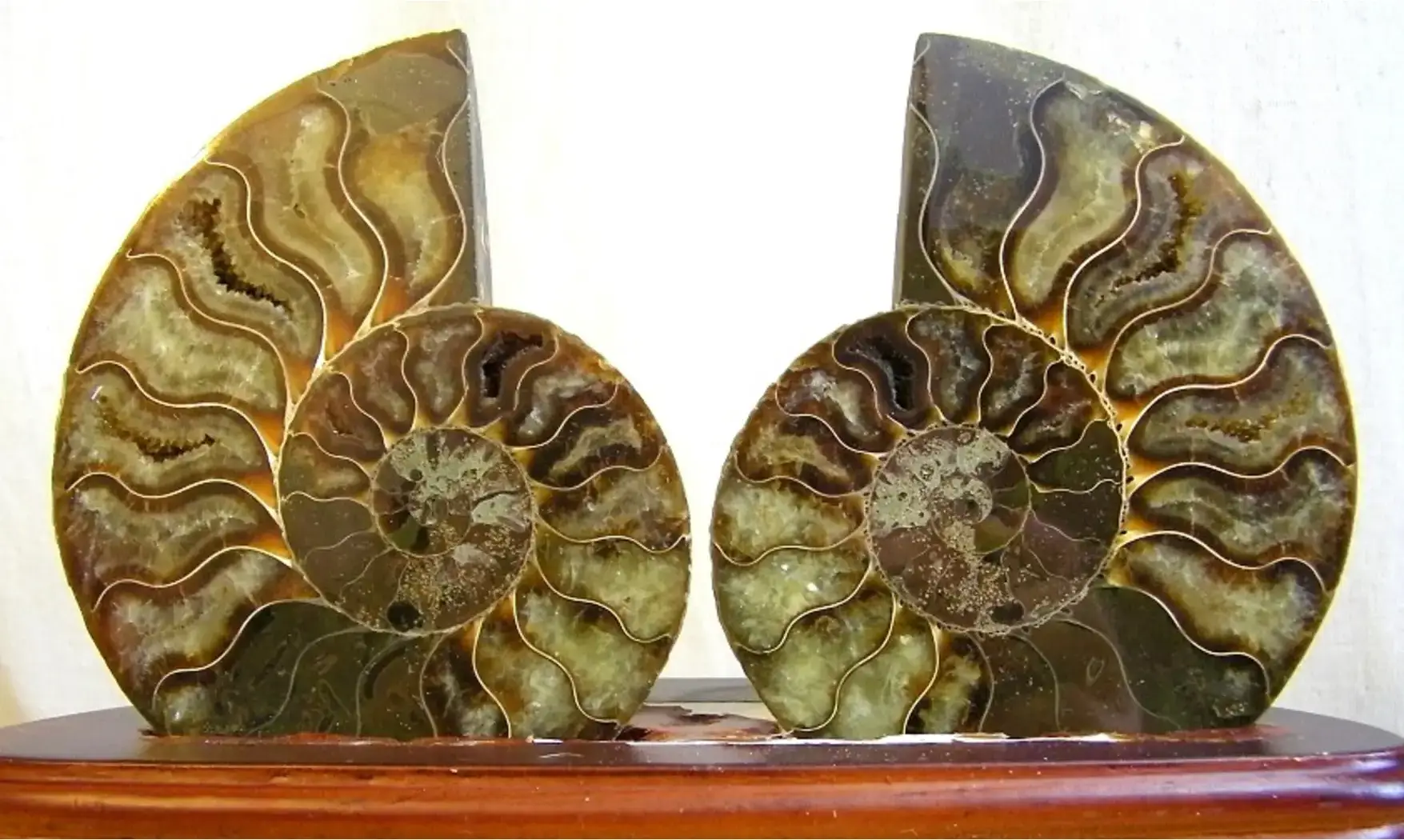 Ammonite Fossile paire sciée polie