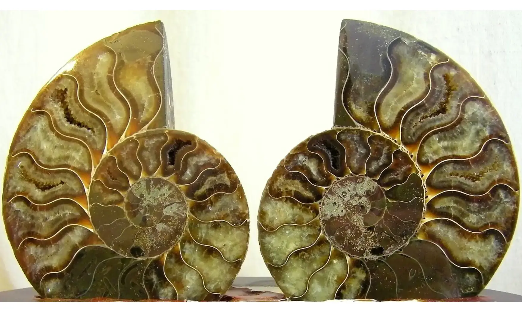 Ammonite Fossile paire sciée polie