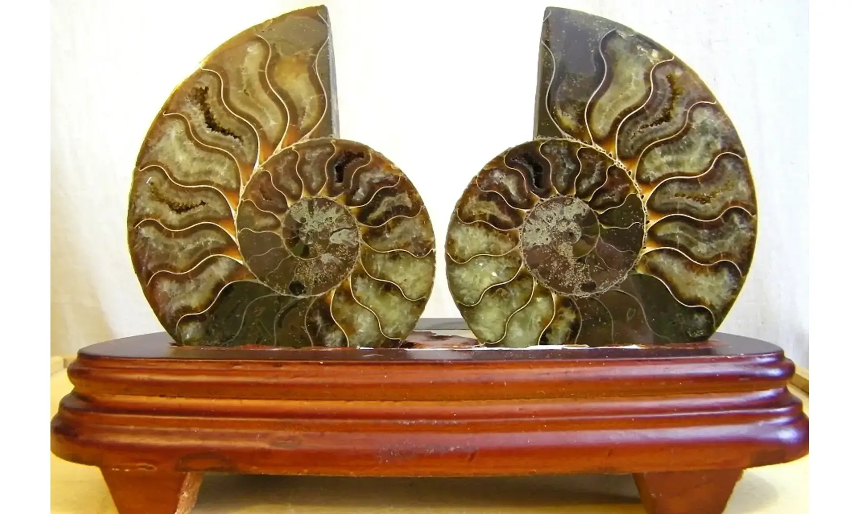 Ammonite Fossile paire sciée polie