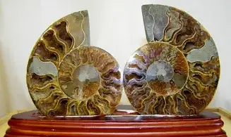 Ammonite Pairs