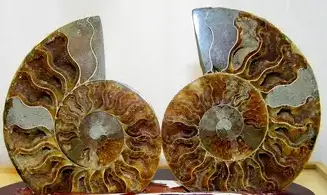 Ammonite Pairs