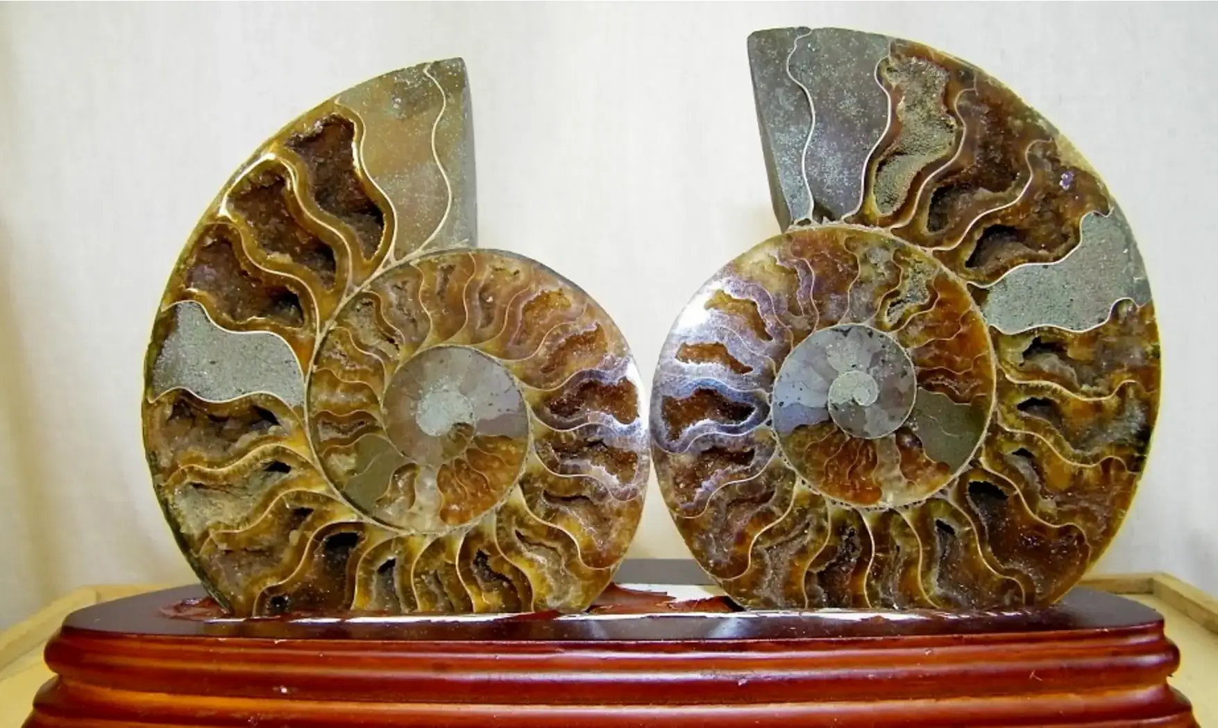 Ammonite Pairs