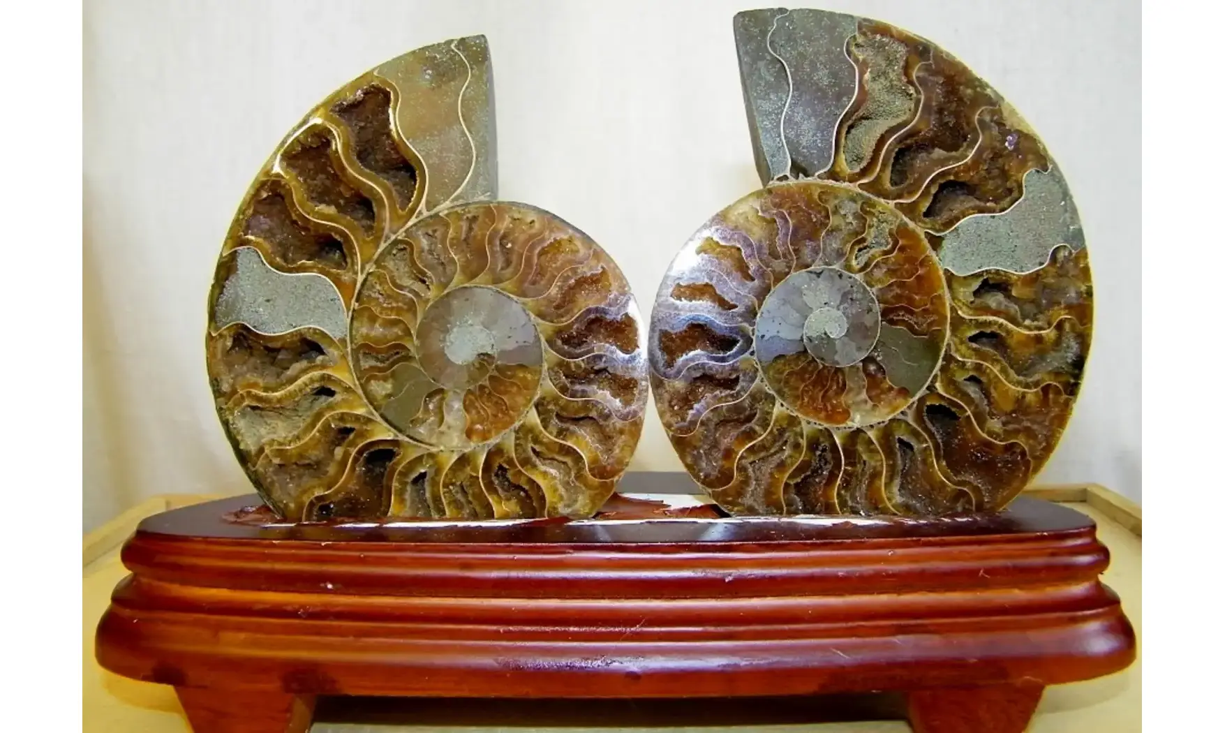 Ammonite Pairs