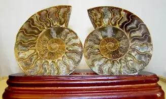 Ammonite Fossile paire sciée polie