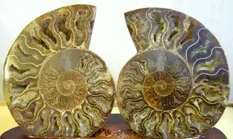 Ammonite Fossile paire sciée polie