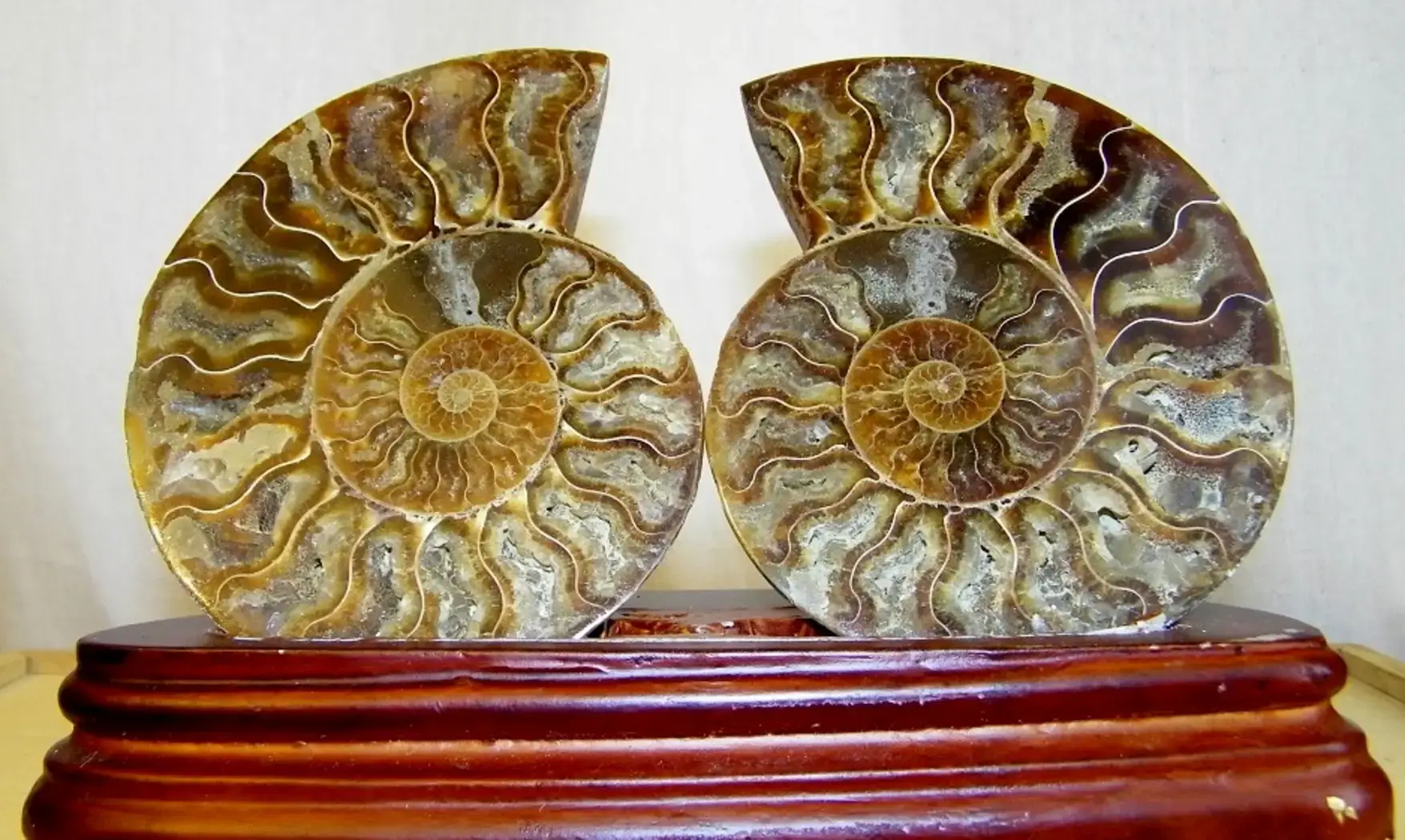 Ammonite Fossile paire sciée polie