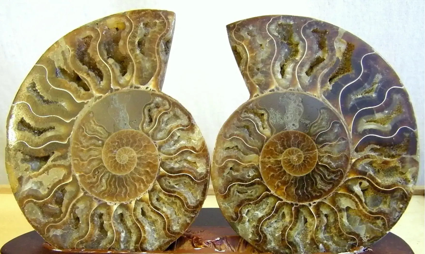 Ammonite Fossile paire sciée polie