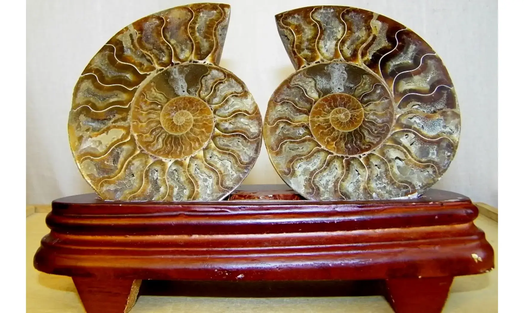 Ammonite Fossile paire sciée polie